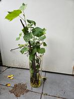 Stekjes van blauwe druivenplant, Tuin en Terras, Planten | Bomen, Ophalen of Verzenden, Volle zon, Overige soorten, Minder dan 100 cm