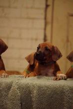 Rhodesian ridgeback puppy reu, Dieren en Toebehoren, 8 tot 15 weken, Eén hond, Nederland, Particulier