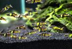 Raszuivere endlers el tigre per koppel, Vis
