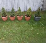 5 coniferen, Tuin en Terras, Bloeit niet, Halfschaduw, Overige soorten, 100 tot 250 cm