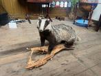 Opgezette dieren, Verzamelen, Dierenverzamelingen, Ophalen of Verzenden, Zo goed als nieuw, Wild dier, Opgezet dier