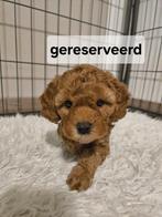 5 Cavapoo F1B puppy’s – 4 reutjes en 1 teefje, Dieren en Toebehoren, Overige rassen, 8 tot 15 weken, Meerdere, Meerdere dieren