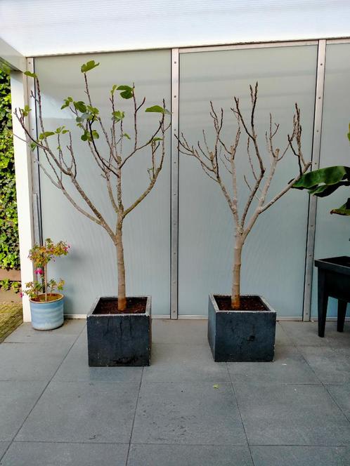 Twee prachtige, grote vijgenbomen met dikke stam in pot, Tuin en Terras, Planten | Fruitbomen, Vijgenboom, 100 tot 250 cm, Volle zon