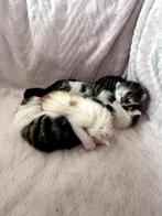 Europese korthaar kittens te koop!, Dieren en Toebehoren, Katten en Kittens | Overige Katten, Meerdere dieren, Kortharig, 0 tot 2 jaar
