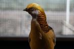 Gele Goudfazanten | Koppels van sierlijke kraagfazanten, Dieren en Toebehoren, Meerdere dieren, Overige soorten