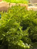 Javamos / Taxiphyllum Barbieri - aquarium, Ophalen of Verzenden, Nieuw, Plant(en), Steen of Hout