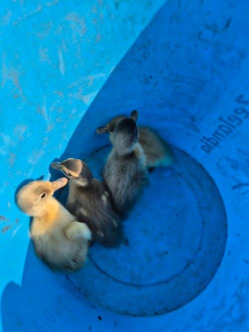Loopeend kuikens, Dieren en Toebehoren, Pluimvee, Eend, Geslacht onbekend
