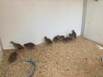 Te koop Europese kwartel haantjes, Dieren en Toebehoren, Vogels | Overige Vogels, Mannelijk, Wildzangvogel, Geringd