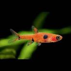 Boraras Maculatus - Dwergrasbora, Dieren en Toebehoren, Vis, Zoetwatervis, Schoolvis