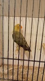 Fischerie, Mannelijk, Geringd