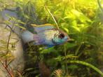 Electric blue acara's (andinoacara pulcher), Dieren en Toebehoren, Ophalen, Plant(en), Steen of Hout