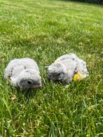 Jonge meyer papagaai, Dieren en Toebehoren, Vogels | Parkieten en Papegaaien, Papegaai, Geringd
