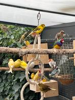 Kanaries, geel en bruin-geel, Dieren en Toebehoren, Geslacht onbekend, Tropenvogel, Tam