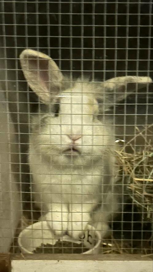 Te koop lief vos konijntje met hok en toebehoren zie tekst, Dieren en Toebehoren, Konijnen, Klein, Mannelijk, 0 tot 2 jaar