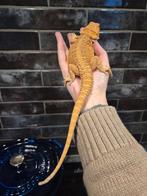 Baardagaam hypo/zandkleurig, Hagedis, Tam, 0 tot 2 jaar