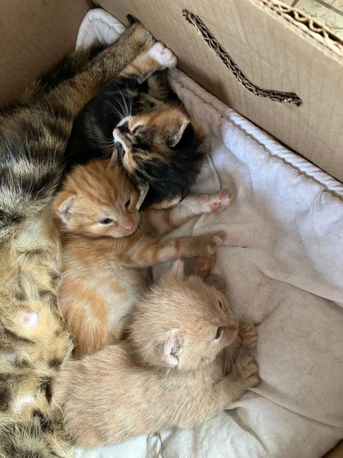 3 hele mooie, lieve kittens te koop!, Dieren en Toebehoren, Katten en Kittens | Overige Katten, Kortharig, Meerdere dieren