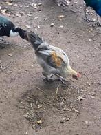 Marans, Dieren en Toebehoren, Pluimvee, Meerdere dieren, Kip