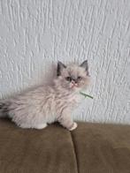 lieve ragdoll kitten, Meerdere dieren