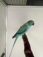 Halsbandparkiet Opaline Turquoise split Bleekstaart Man 2025, Mannelijk, Parkiet, Geringd