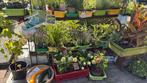 Diverse planten voor kleine prijzen, Ophalen, Zomer, Overige soorten, Volle zon