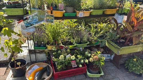 Diverse planten voor kleine prijzen, Tuin en Terras, Planten | Tuinplanten, Overige soorten, Volle zon, Zomer, Ophalen
