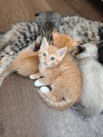 2 rode katertjes, Dieren en Toebehoren, Katten en Kittens | Overige Katten, Kater