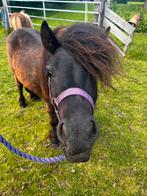 Lieve shetlander ruin 3 jaar, Dieren en Toebehoren, Pony's, Gechipt, Ruin, A pony (tot 1.17m), 3 tot 6 jaar