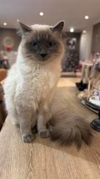 Ragdoll kitten, Kater, Langharig, 0 tot 2 jaar