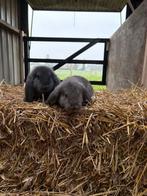 Franse hangoor rammen, Mannelijk, Groot, Hangoor