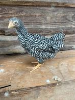 Wyandotte en barnevelder kriel hennen, verschillende kleuren, Dieren en Toebehoren, Vrouwelijk, Kip