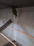 Petzparkiet man., Dieren en Toebehoren, Vogels | Parkieten en Papegaaien, Mannelijk, Parkiet, Geringd