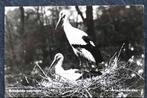 Ooievaars, Artis, 1956, Reclame Restaurant Artis, JW Muthert, Verzenden, 1940 tot 1960, Gelopen, Vogel