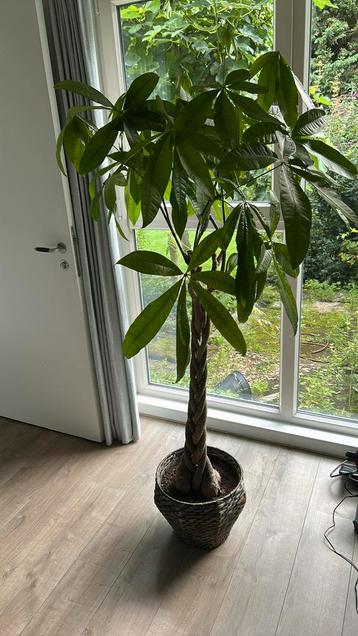 Pachira aquatica boom beschikbaar voor biedingen