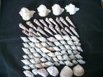 schelp fossiel verzamelen kalk zee strand slakkenhuis sfeer, Verzamelen, Mineralen en Fossielen, Ophalen of Verzenden, Schelp(en)