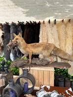 Taxidermy vos, Verzamelen, Dierenverzamelingen, Wild dier, Opgezet dier, Zo goed als nieuw, Ophalen