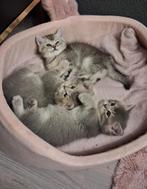 Britse kort haar te koop, Kater