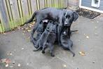 Labrador pups (04-10-2025), Dieren en Toebehoren, 8 tot 15 weken, Labrador retriever, Meerdere, Meerdere dieren