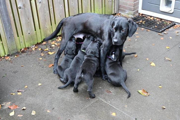 Labrador pups (04-10-2025), Dieren en Toebehoren, Honden | Retrievers, Spaniëls en Waterhonden, Meerdere dieren, Labrador retriever