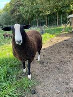 Te koop Zwartbles Schaap, mooie dekram., Dieren en Toebehoren, Mannelijk, Schaap, 0 tot 2 jaar