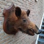 Opgezette kop zwijn taxidermy opgezet jacht schedel gewei, Ophalen, Wild dier, Gewei of Kop