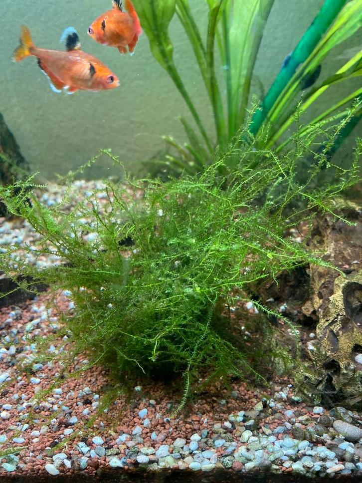 Java mos, Dieren en Toebehoren, Vissen | Aquaria en Toebehoren, Plant(en), Steen of Hout, Ophalen