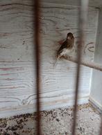 Te koop mooie man Kanarie, Dieren en Toebehoren, Mannelijk, Kleurkanarie