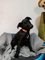 Bowie vriendelijk speels mannetje, Dieren en Toebehoren, Honden | Niet-rashonden, Particulier, Rabiës (hondsdolheid), 15 weken tot 1 jaar
