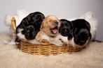 Vrolijke Labrador x Retriever pups zoeken een warm thuis!, Rabiës (hondsdolheid), Reu, 8 tot 15 weken, Labrador retriever