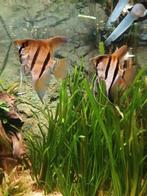 2 red back maanvissen, Dieren en Toebehoren, Vis, Zoetwatervis, Schoolvis