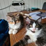Maine coon   X   ragdoll, Dieren en Toebehoren, Poes, Ontwormd