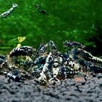 Black Galaxy Pinto garnalen | caridina garnalen, Kreeft, Krab of Garnaal, Zoetwatervis