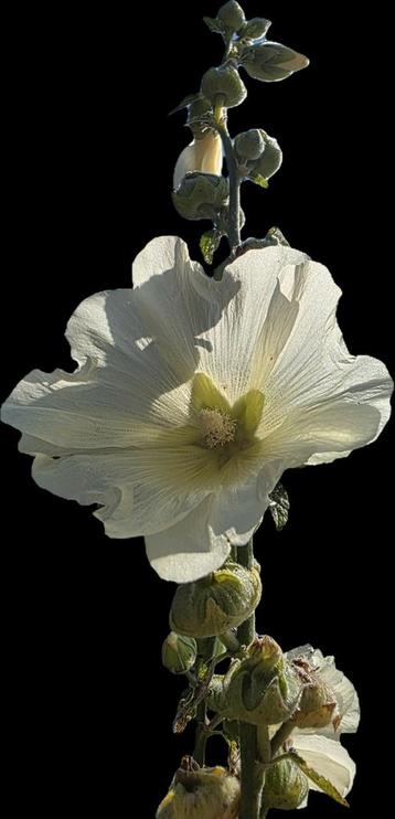 Stokroos zaden creme en paars beschikbaar voor biedingen