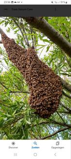 Gratis ophalen van bijen zwerm, Dieren en Toebehoren, Insecten en Spinnen