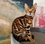 Bengaal kittens met stamboom, Meerdere dieren, Gechipt, 0 tot 2 jaar